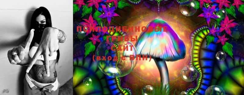 Галлюциногенные грибы Cubensis  Гудермес 