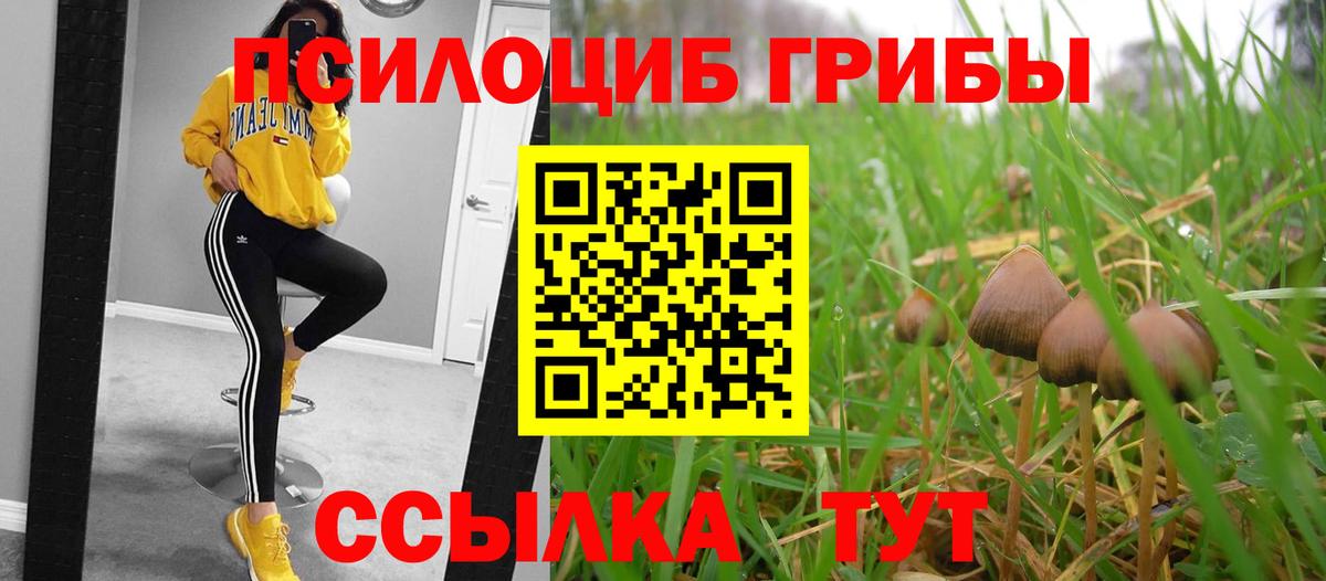 как найти наркотики  Псилоцибиновые грибы Psilocybe  Вход с VPN  Гудермес 